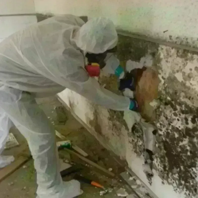 Mold Remediation and Removal in Baxter, IA